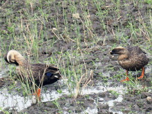d200806-0035.gif