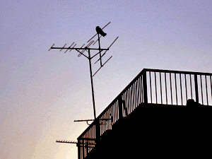 d200806-0042.gif