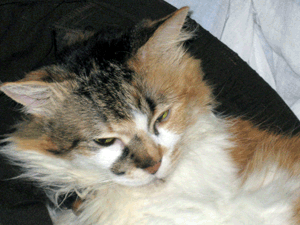 d200806-0052.gif