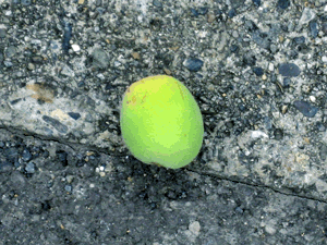 d200806-0055.gif