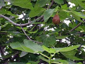 d200807-0005.gif