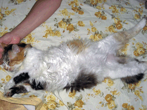d200807-0027.gif