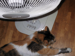 d200807-0052.gif