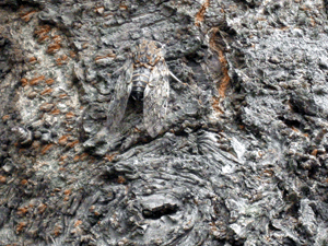 d200807-0057.gif
