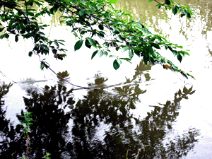 d200807-0060.gif