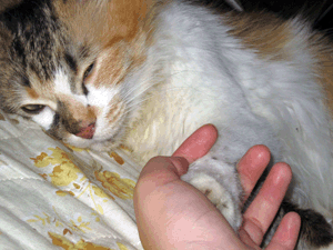 d200807-0062.gif