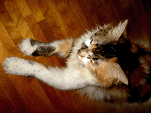 d200807-0069.gif