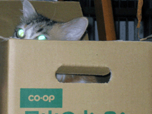 d200808-0009.gif
