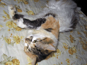 d200808-0012.gif