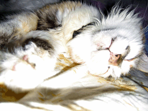 d200808-0013.gif