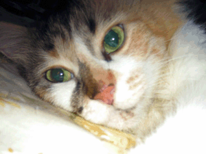 d200808-0014.gif
