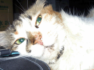 d200808-0015.gif
