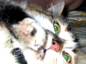 d200808-0016.gif