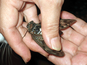 d200808-0019.gif