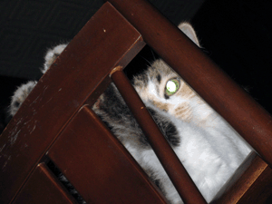 d200808-0025.gif