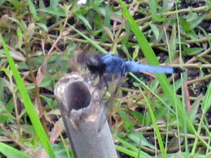 d200808-0043.gif