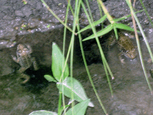 d200808-0044.gif