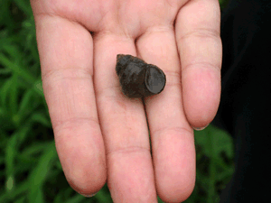 d200808-0045.gif