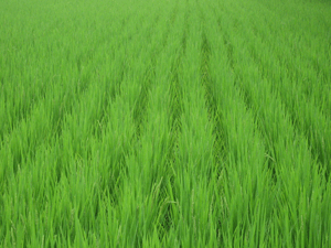 d200808-0046.gif