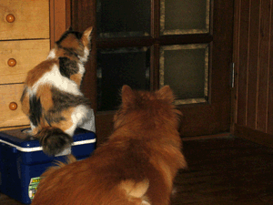 d200809-0005.gif