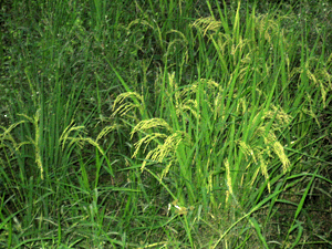 d200809-0011.gif