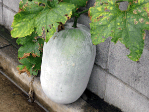 d200809-0033.gif