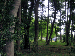 d200809-0053.gif