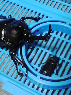 カブト、コクワ♀