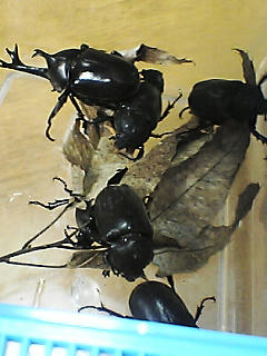 070719 の獲物