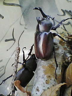 滋賀産カブトムシ