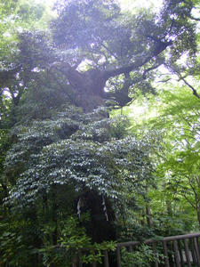 b38b5b15.jpg