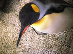 penguin.jpg