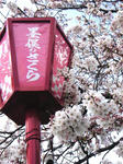 sakura.jpg