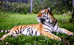 tiger.jpg