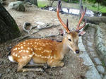 sika.jpg