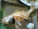 4a45c6b6.jpg