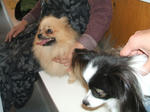 DSCF0243.JPG