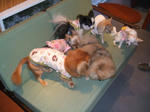 DSCF0095.JPG