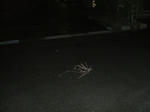 DSCF0435.JPG