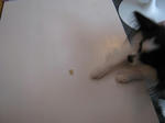d4c38090.JPG