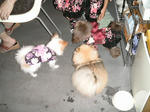PIC_0009.JPG