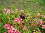 IMG_2763.JPG