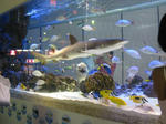 IMG_2929.JPG