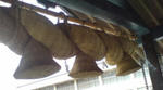 20081117131908.jpg
