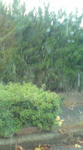 20081119113326.jpg