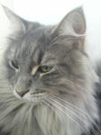neko_1.jpg