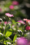 HIDN0326.jpg