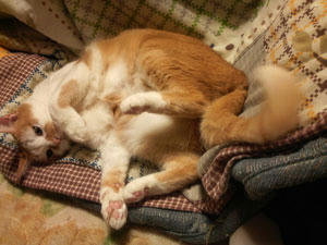 neko1222.jpg