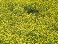 菜の花畑