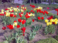 チュリプ２